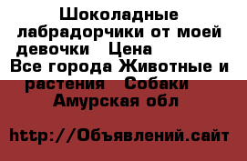 Шоколадные лабрадорчики от моей девочки › Цена ­ 25 000 - Все города Животные и растения » Собаки   . Амурская обл.